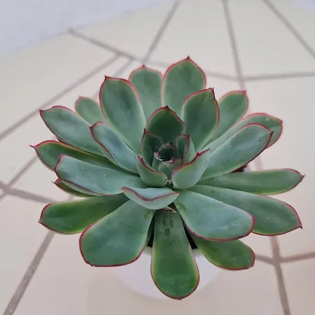 Birds-nest Waldblick Kamin Darstein