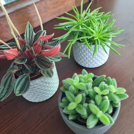 Birds-nest Waldblick Kamin דירה