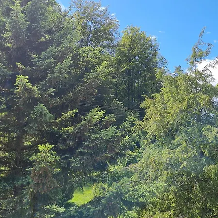 Birds-nest Waldblick Kamin *