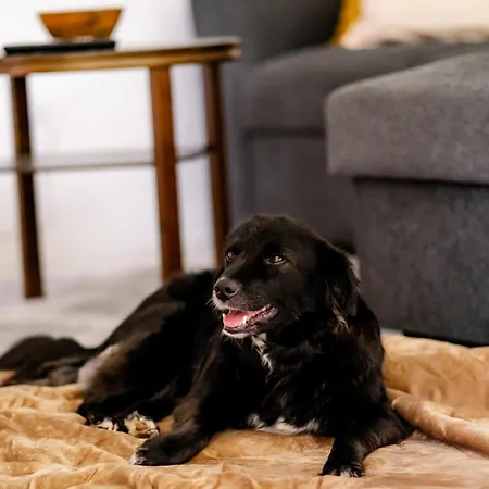 Birds-nest Waldblick Kamin *
