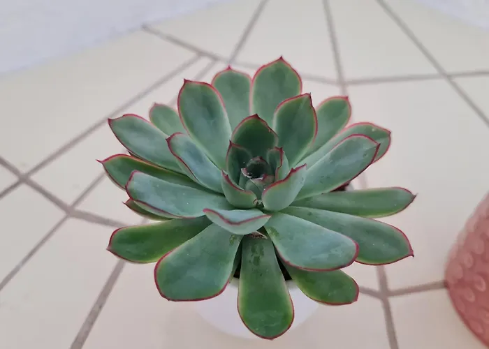 Birds-nest Waldblick Kamin Darstein