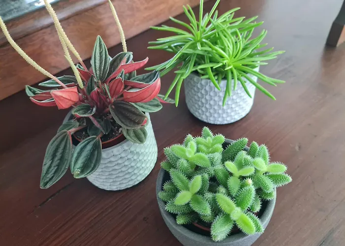 Birds-nest Waldblick Kamin Apartament