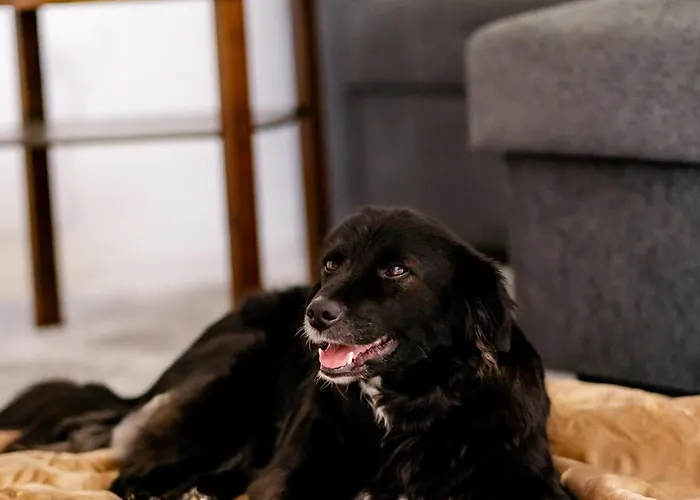 Birds-nest Waldblick Kamin *